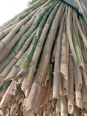 Bamboo Tree