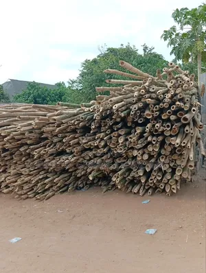 Bamboo Tree