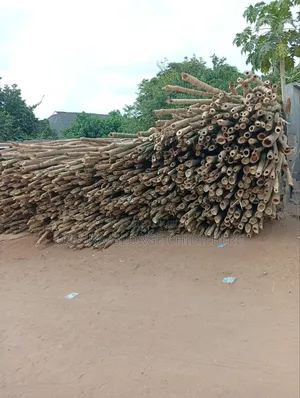 Bamboo Tree