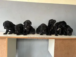 0-1 month Female Purebred Cane Corso