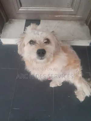 1+ year Male Purebred Lhasa Apso
