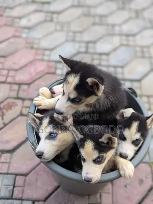 1-3 months Male Purebred Siberian Husky