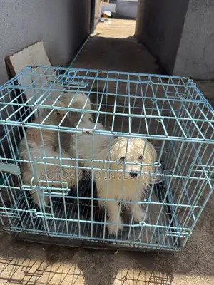 6-12 months Female Purebred Lhasa Apso