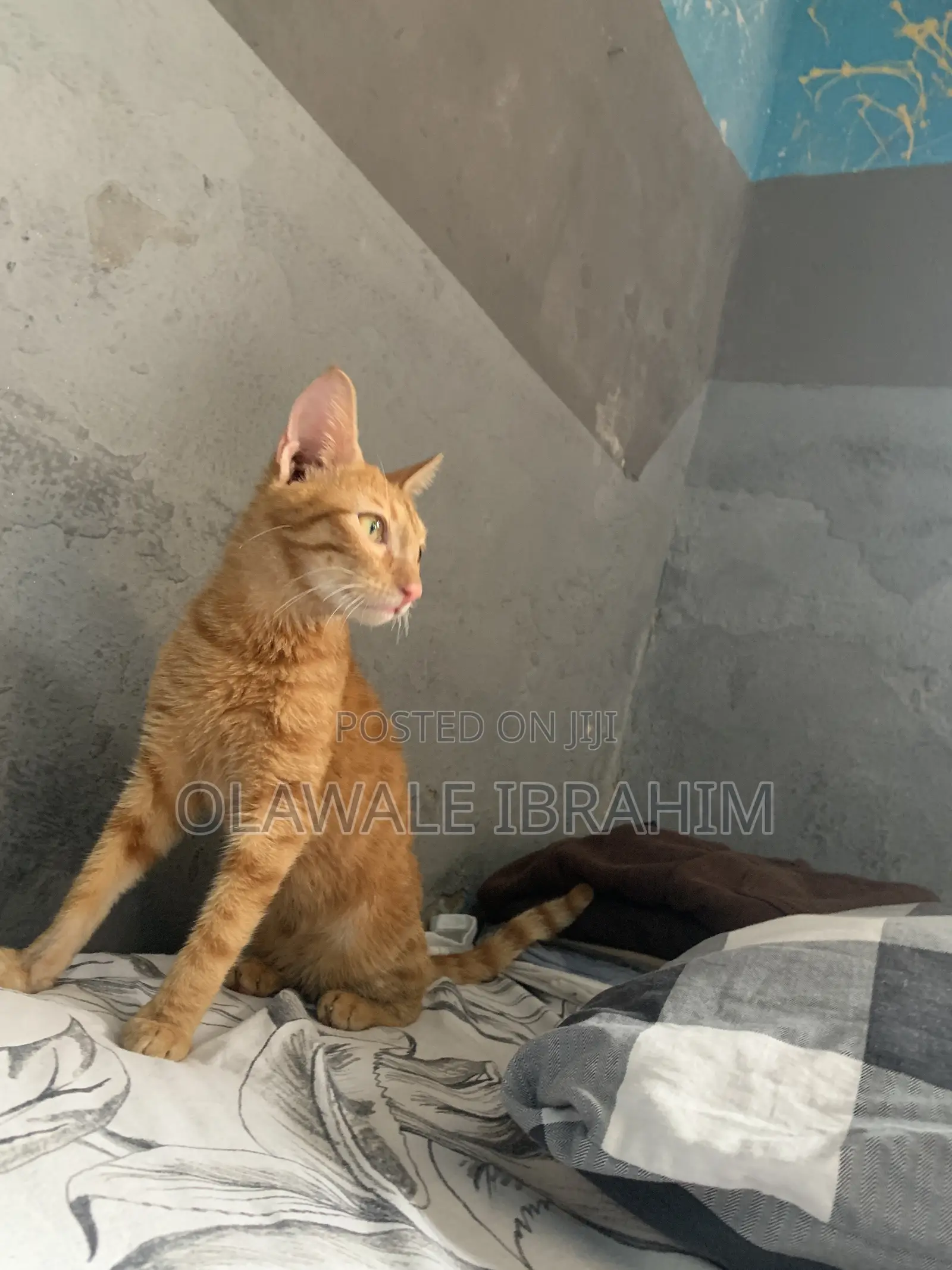 3-6 months Male Purebred Tabby