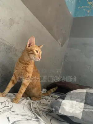 3-6 months Male Purebred Tabby