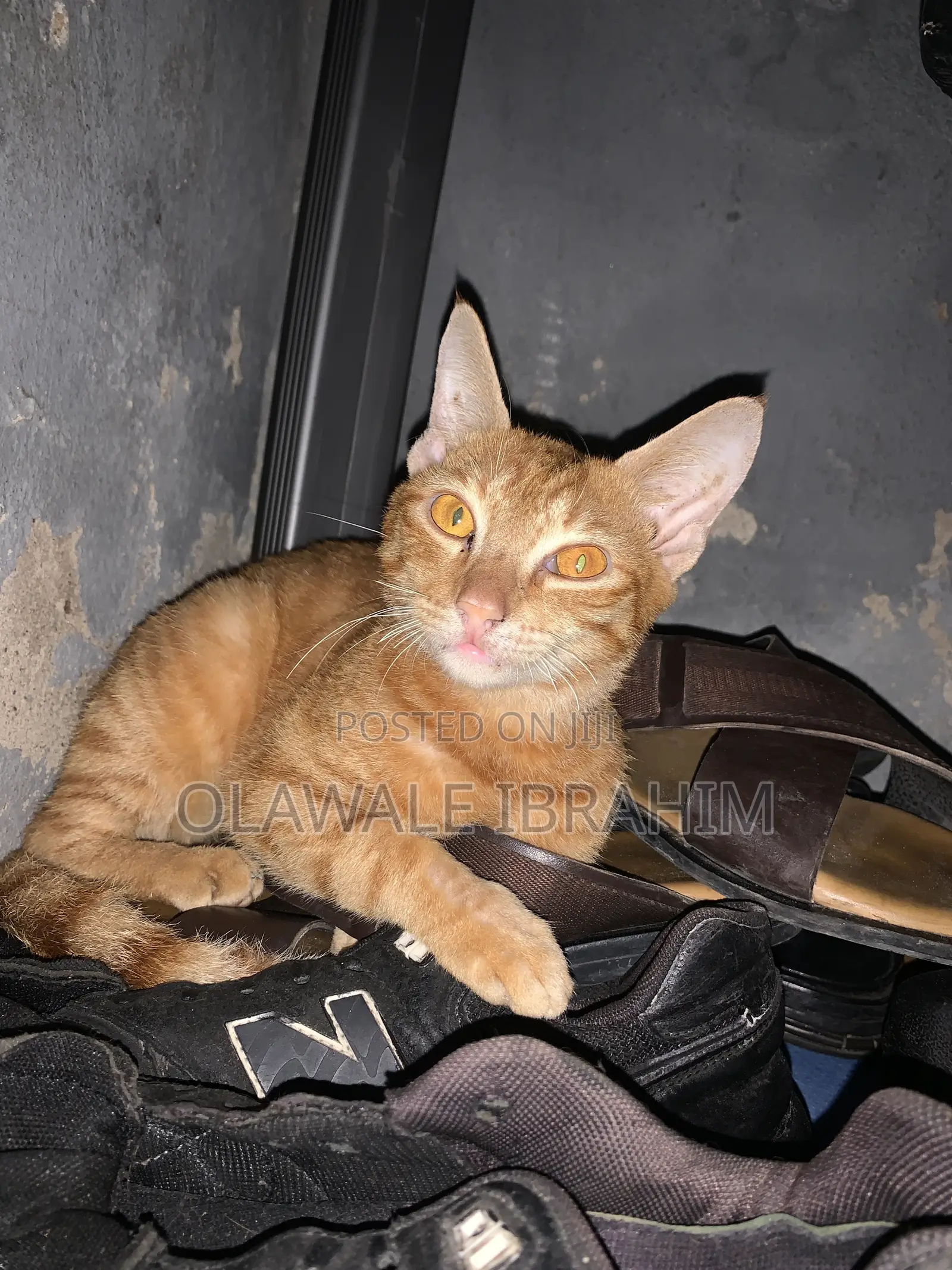 3-6 months Male Purebred Tabby
