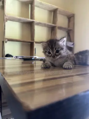 1-3 months Male Purebred Persian