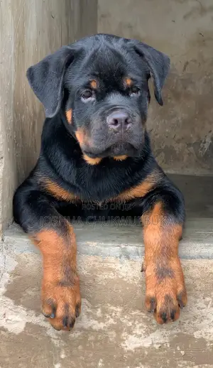 1-3 months Male Purebred Rottweiler
