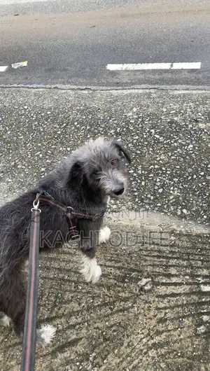 1+ year Male Mixed Breed Old English Sheepdog