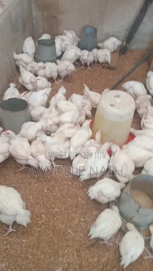 4 Weeks Old Broilers