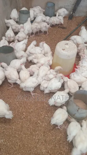 4 Weeks Old Broilers
