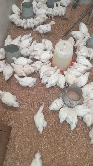 4 Weeks Old Broilers