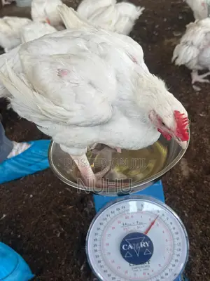 I Have 6 Weeks Old Broilers for Sale in Karsana, Abuja.