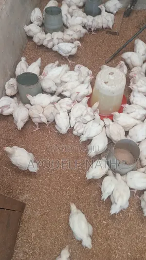 4 Weeks Old Broilers