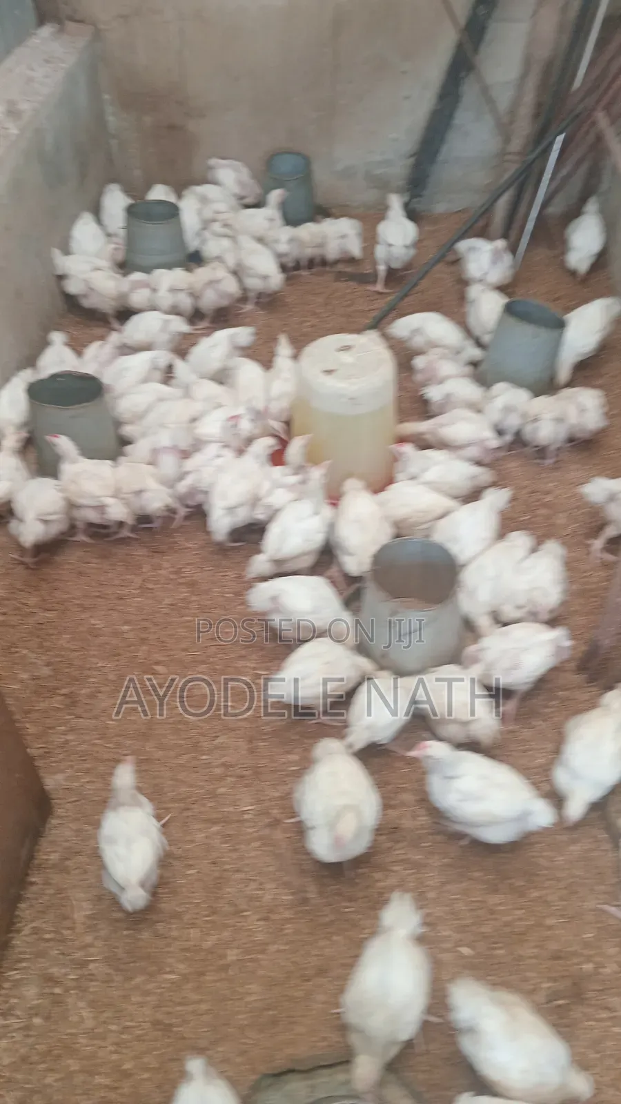4 Weeks Old Broilers