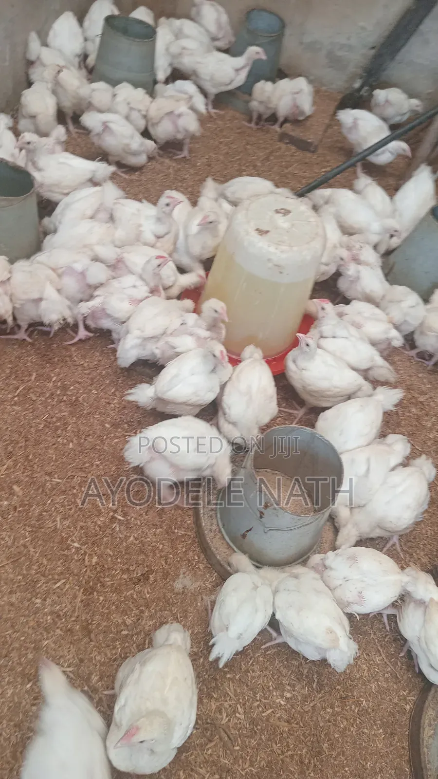 4 Weeks Old Broilers