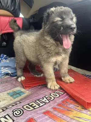 1-3 months Female Purebred Caucasian Shepherd