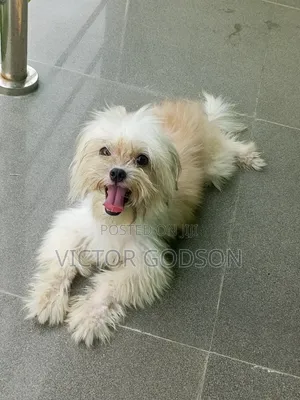 1+ year Male Purebred Lhasa Apso