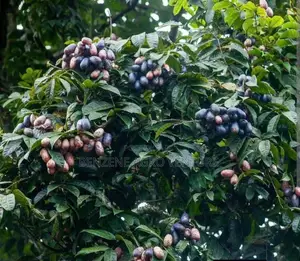 Local Pear