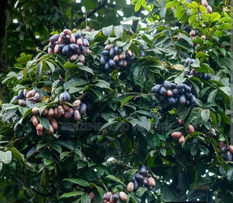 Local Pear