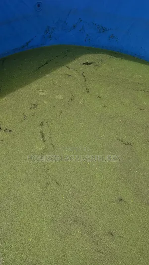 Duckweed: The Smart Protein Revolution for Livestock Poultry Farmers