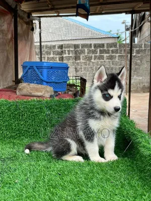 1-3 months Male Purebred Siberian Husky