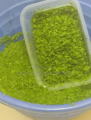 Duckweed: High-Protein, Low-Cost Feed Solution for Modern Farmers