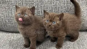 1-3 months Female Purebred British Shorthair