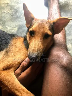 1+ year Female Mixed Breed German Shepherd