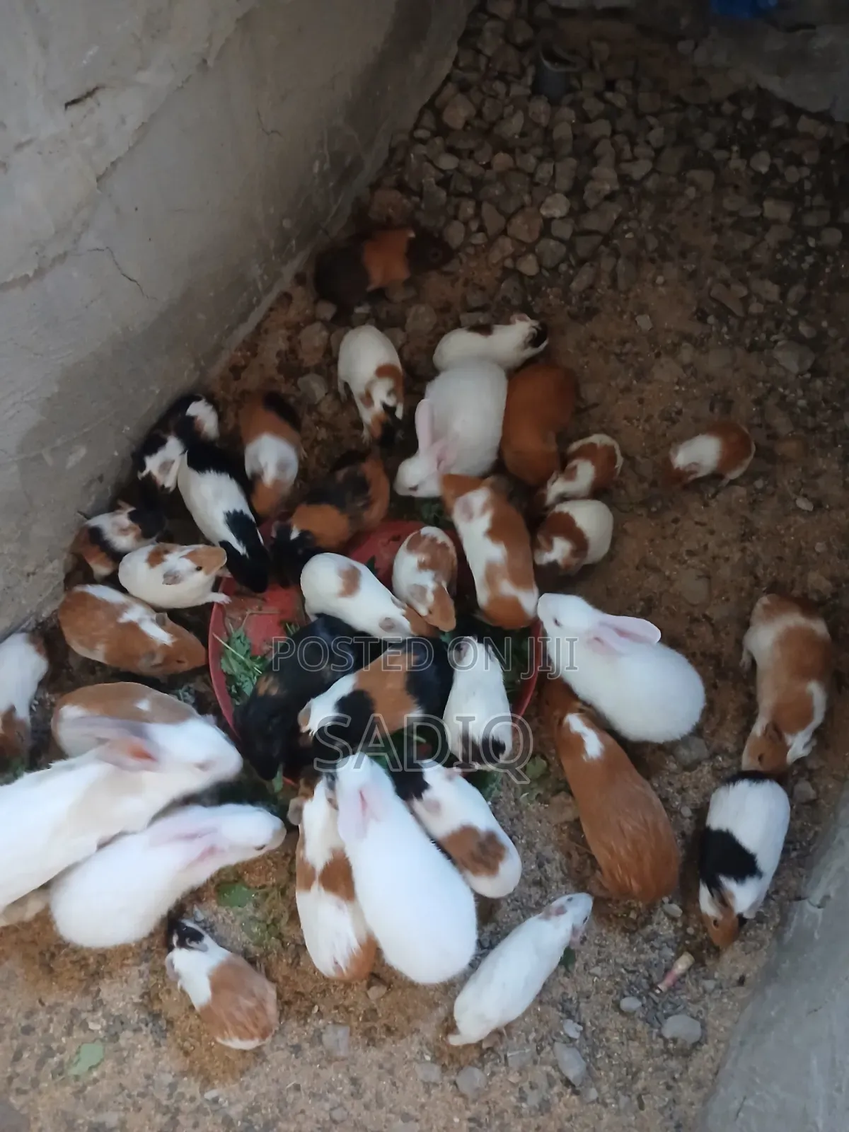 Guinea Pigs