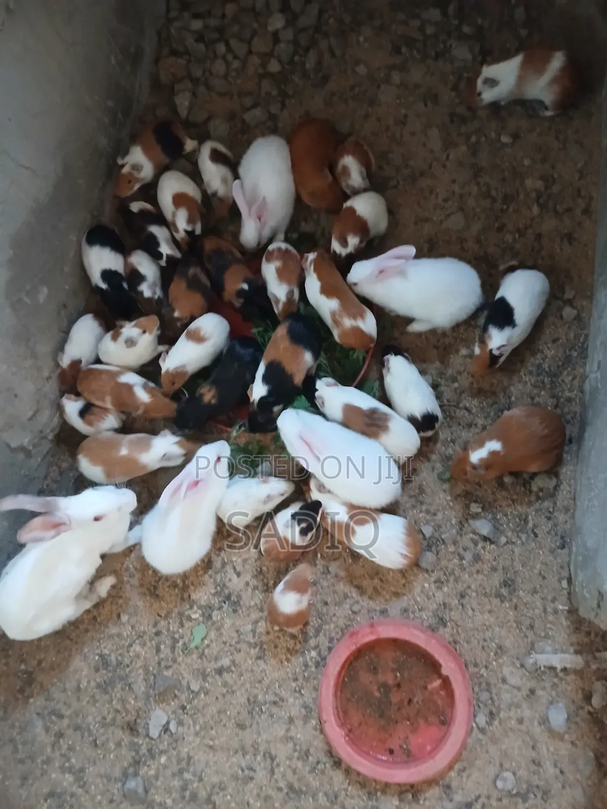 Guinea Pigs