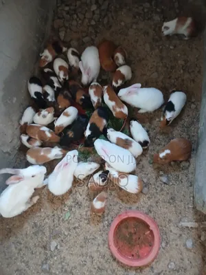 Guinea Pigs