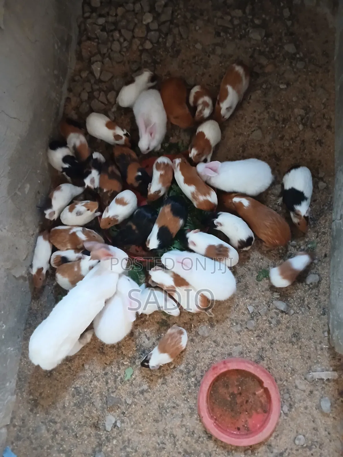 Guinea Pigs