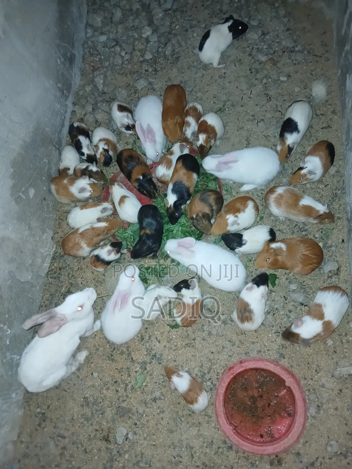 Guinea Pigs