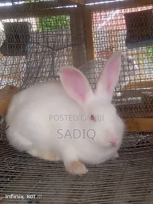 Adult Rabbits