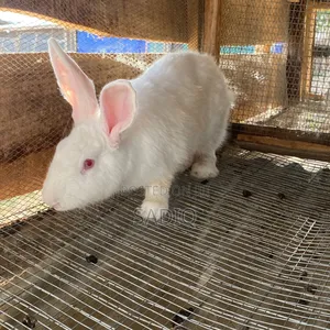 Adult Rabbits