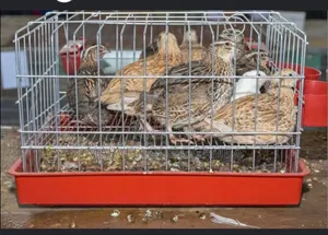 Premium Quail Eggs