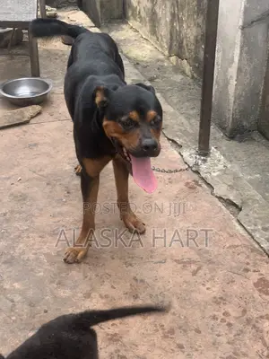 6-12 months Male Purebred Rottweiler