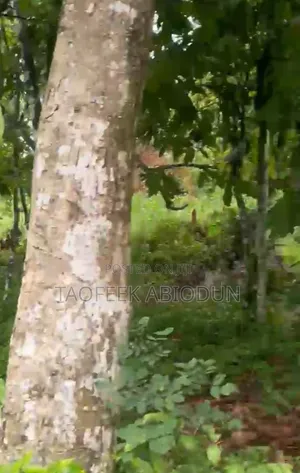 2 Acres of Young Cocoa Farm Land Is Ready for Sale