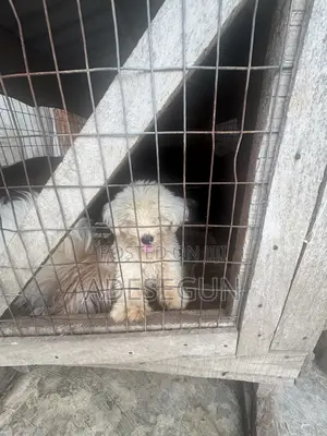 1-3 months Male Purebred Lhasa Apso