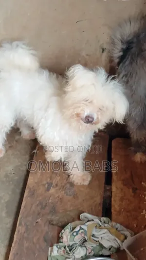 1+ year Female Purebred Lhasa Apso