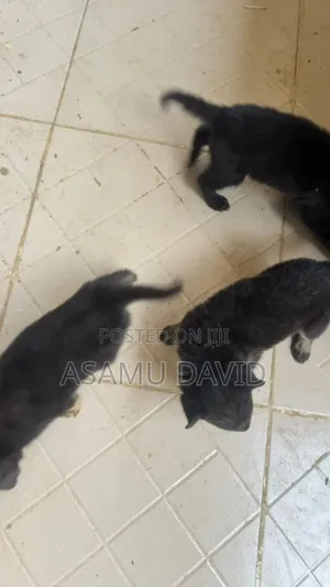 0-1 month Female Purebred German Shepherd