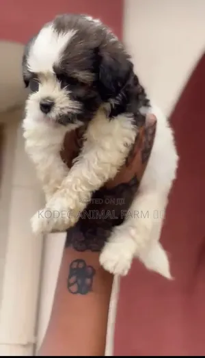 1-3 months Female Purebred Lhasa Apso