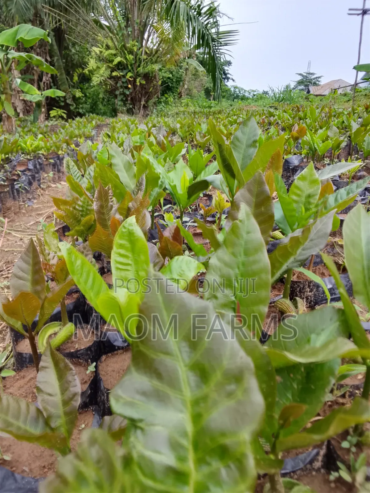 Cashew Seedlings