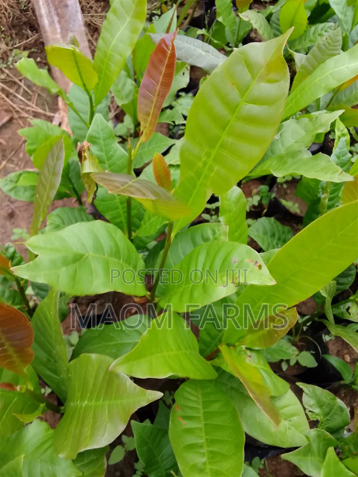 Cashew Seedlings