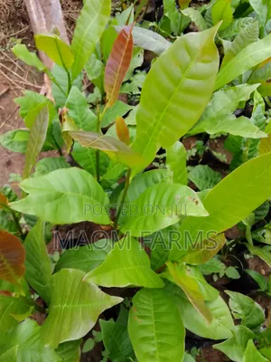 Cashew Seedlings