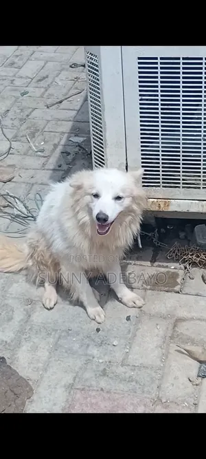 1+ year Male Purebred American Eskimo