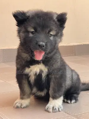 1-3 months Male Purebred Caucasian Shepherd
