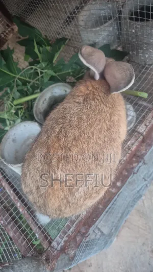 Chinchilla Rabbit