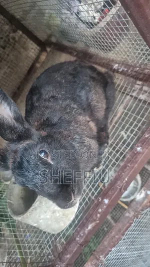 Chinchilla Rabbit